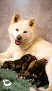 La première portée d'Umi